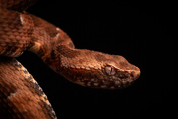 close up of spoted lance head viper on black backgroun