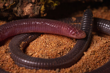 anfisbena amphisbaena legless lizard on the groun