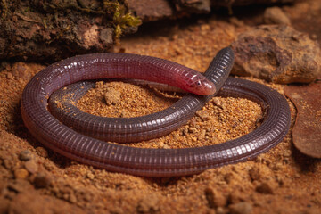 anfisbena amphisbaena legless lizard on the groun