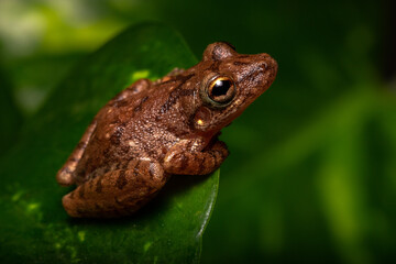 frog on a leaf
