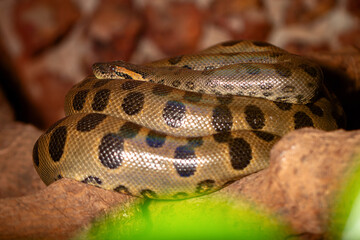 green anaconda on the tree