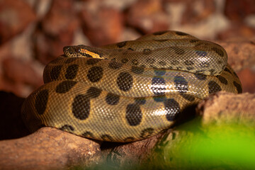 green anaconda on the tree