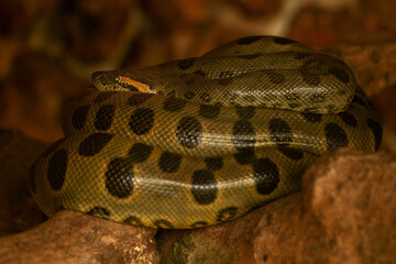 green anaconda on the tree
