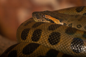 green anaconda on the tree