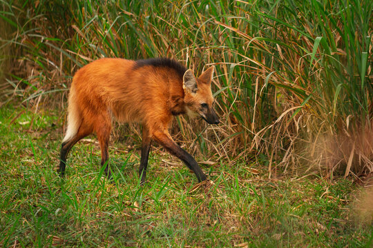 Maned Wolf In Cerrado