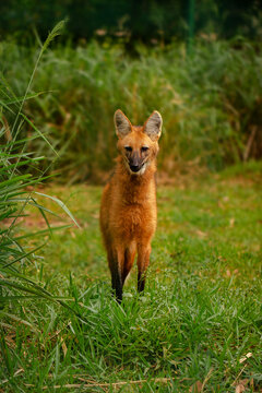 Maned Wolf In Cerrado