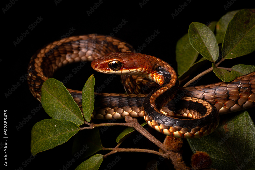 Canvas Prints brown and black vine snake on the tree green leafs