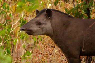 giant brazilian tapir