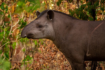 giant brazilian tapir