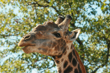 Giraffe, Kruger National Park, South Africa