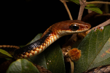 brown and black vine snake on the tree green leafs