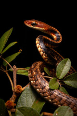 brown and black vine snake on the tree green leafs
