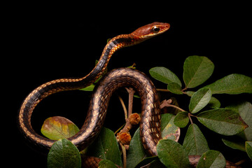 brown and black vine snake on the tree green leafs