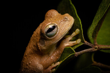 brownwish tree frog on the leaf