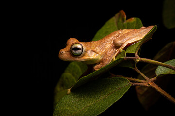 brownwish tree frog on the leaf