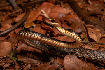 brown and black vine snake on trash leafs on the ground