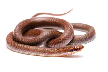 brown spoted runner ground snake on white background back