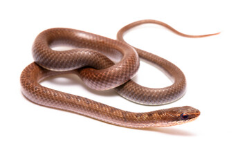 brown spoted runner ground snake on white background back