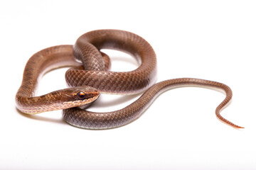 brown spoted runner ground snake on white background back