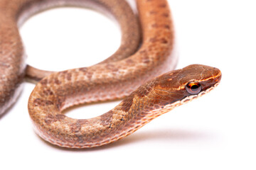 Fototapeta premium brown spoted runner ground snake on white background back