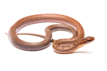 brown spoted runner ground snake on white background back