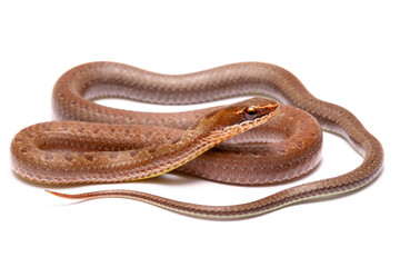 brown spoted runner ground snake on white background back