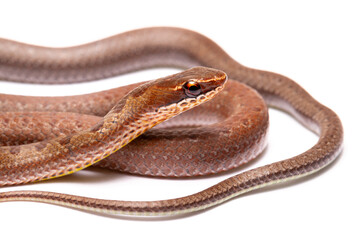 brown spoted runner ground snake on white background back