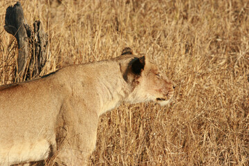Lioness, Kruger National Park, South Africa