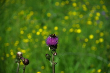 bumblebee on a purple flower