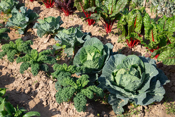 Growing young beet and cabbage beds in the vegetable garden