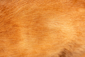 Short ginger dog fur texture bg