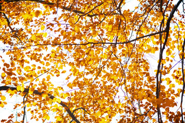 autumn tree branches with yellow leaves against sky