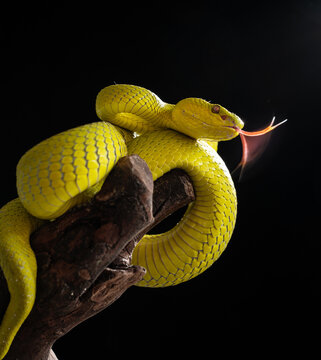 Yellow Viper Snake

