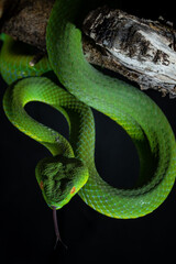 green viper snake