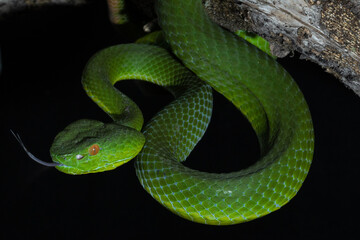 green viper snake