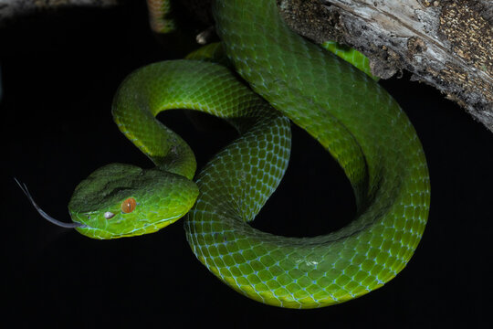 green viper snake