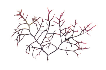 This is a red seaweed with horns.