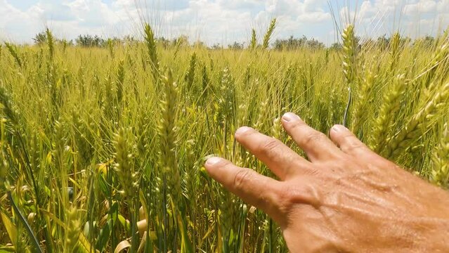 a man touching ears of wheat with his hand