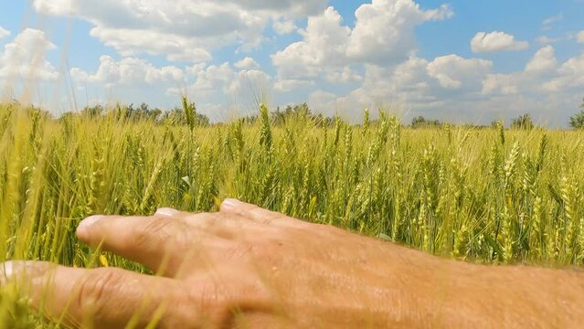 a man touching ears of wheat