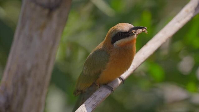 This video shows a wild white-fronted bee-eater (Merops bullockoides) bird tossing a cricket in the air and catching it's meal in slow motion.