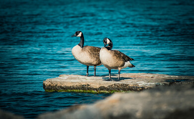 country goose and ducks