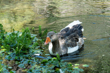 Ganzo en el agua descansando