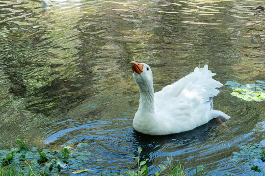 Ganzo en el agua descansando
