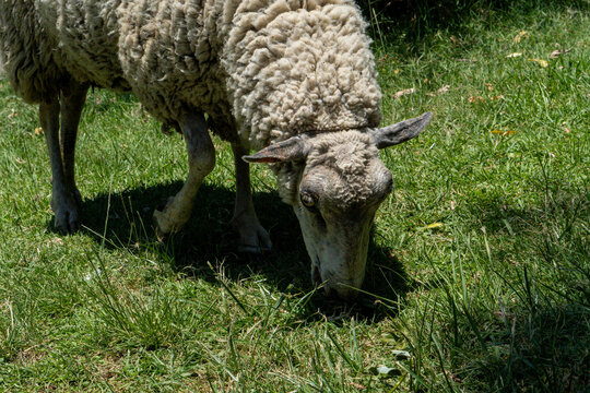 Obejas pastando en una reserva natural
