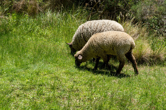 Obejas pastando en una reserva natural