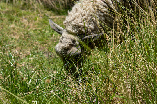 Obejas pastando en una reserva natural