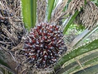 oil palm fruit on the tree