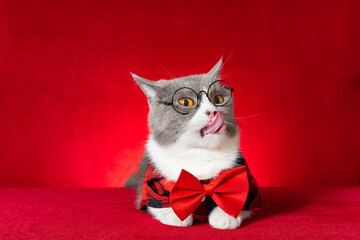 a cute british shorthair cat wearing glasses and plaid shirt with bow tie