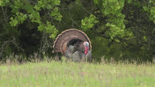 Gobbler strutting in an open field in spring