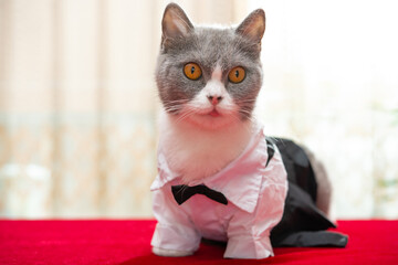 a cute british shorthair cat wears a black and white skirt with bow tie